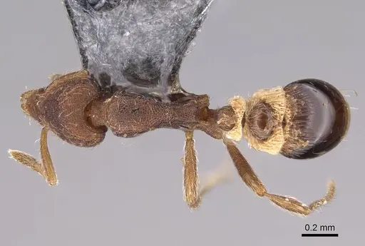 Strumigenys cloydi - CASENT0747001