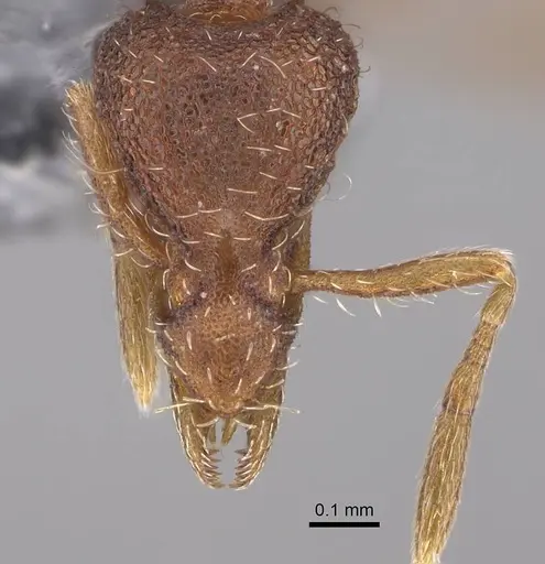 Strumigenys cloydi - CASENT0747001