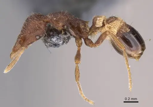 Strumigenys cloydi - CASENT0747001