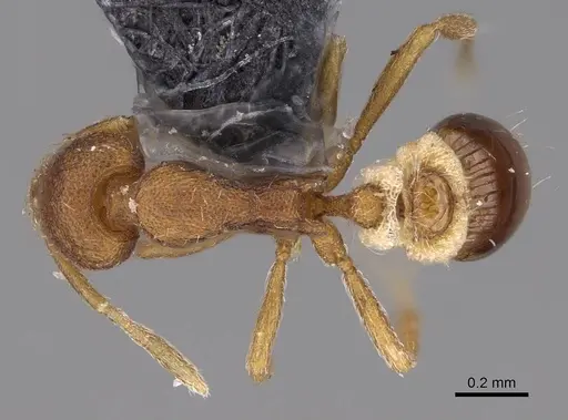 Strumigenys cloydi - CASENT0747017