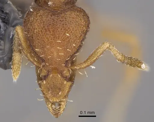 Strumigenys cloydi - CASENT0747017