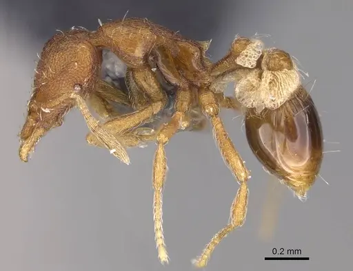 Strumigenys cloydi - CASENT0747017