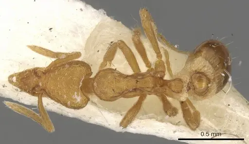 Strumigenys cloydi - CASENT0900173