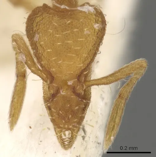 Strumigenys cloydi - CASENT0900173