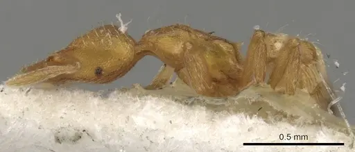 Strumigenys cloydi - CASENT0900173