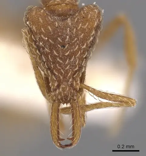Strumigenys cochlearis specimen