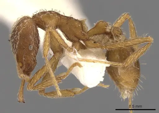 Strumigenys cochlearis specimen