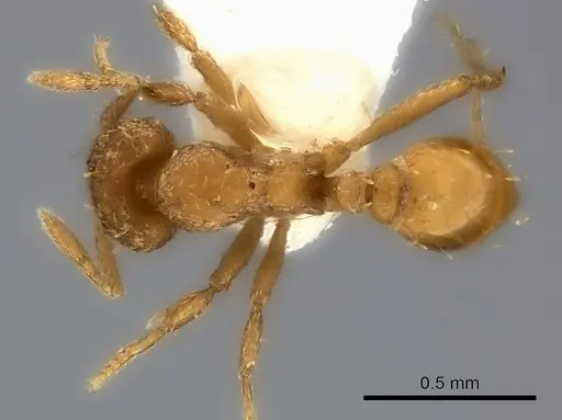 Strumigenys concolor specimen