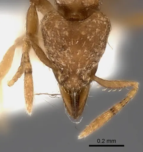 Strumigenys concolor specimen