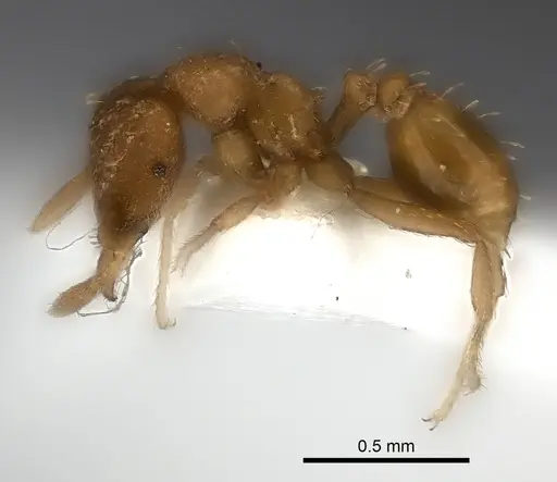 Strumigenys concolor specimen