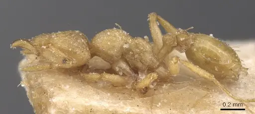 Strumigenys concolor - CASENT0912833