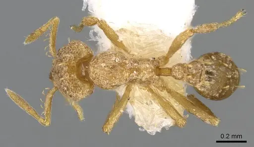 Strumigenys concolor - CASENT0914706