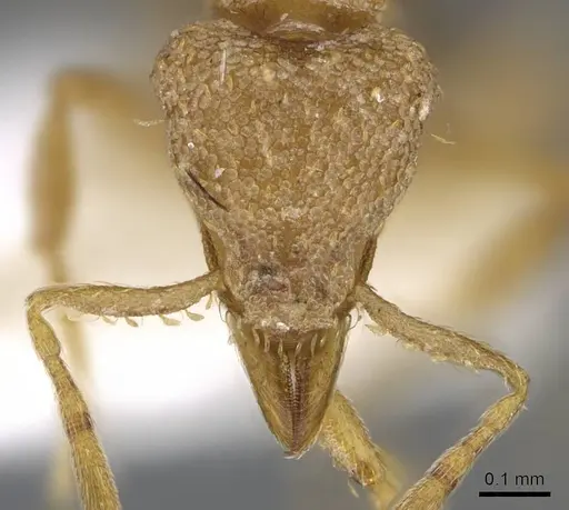 Strumigenys concolor - CASENT0914706