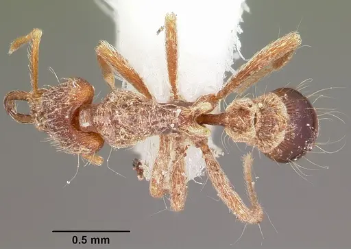 Strumigenys confusatrix specimen