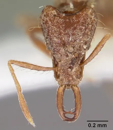 Strumigenys confusatrix specimen