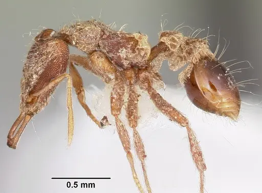 Strumigenys confusatrix specimen