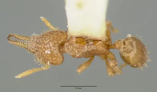 Strumigenys connectens specimen
