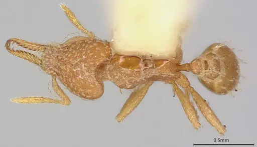 Strumigenys connectens specimen