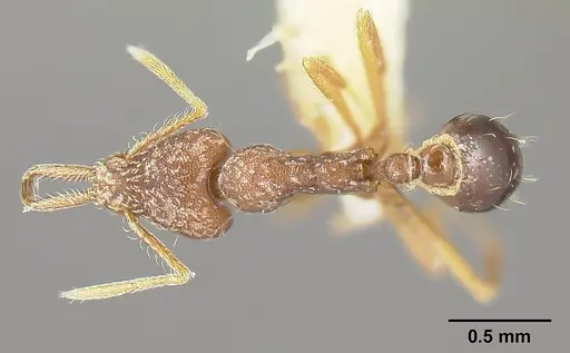 Strumigenys consanii specimen