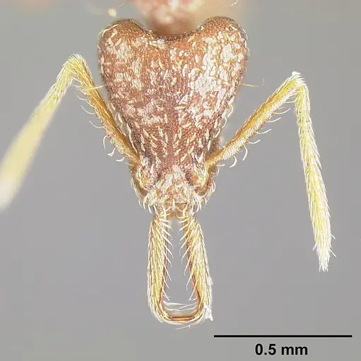 Strumigenys consanii specimen