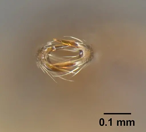 Strumigenys consanii specimen