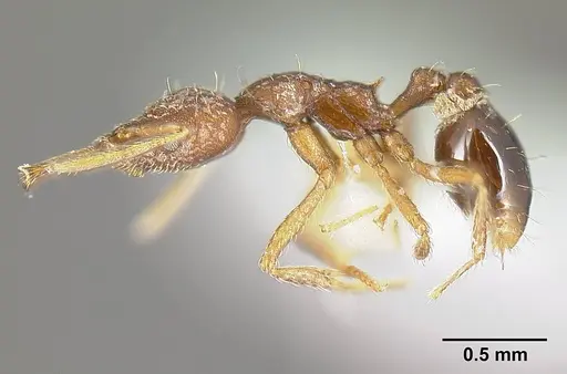 Strumigenys consanii - INBIOCRI001284017