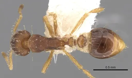 Strumigenys conspersa specimen