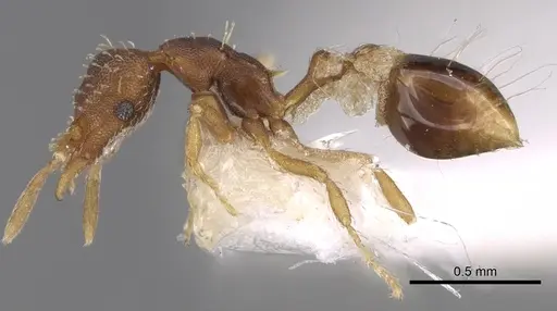 Strumigenys conspersa specimen