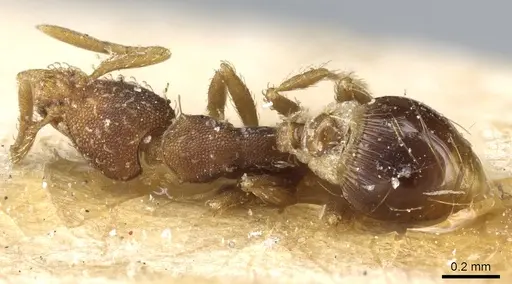 Strumigenys conspersa - CASENT0904960