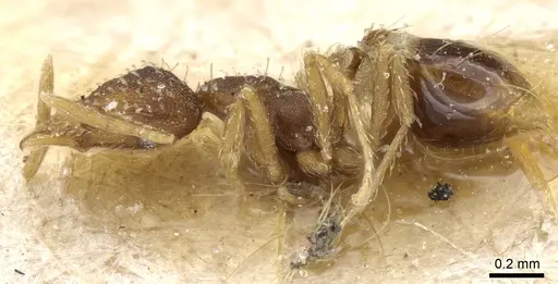 Strumigenys conspersa - CASENT0904960