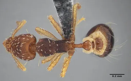 Strumigenys conspersa - UFV-LABECOL-000112