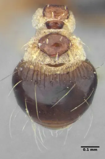 Strumigenys conspersa - UFV-LABECOL-000112