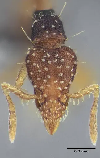 Strumigenys conspersa - UFV-LABECOL-000112