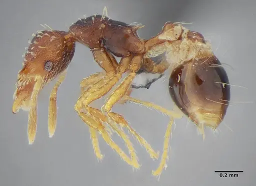 Strumigenys conspersa - UFV-LABECOL-000112