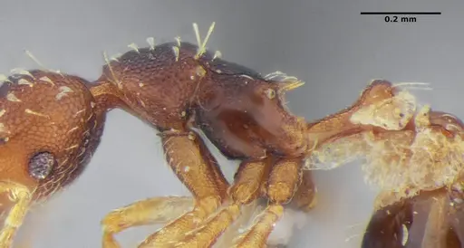 Strumigenys conspersa - UFV-LABECOL-000112