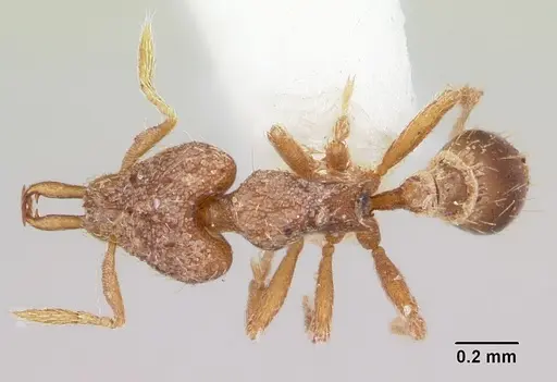 Strumigenys conturba specimen