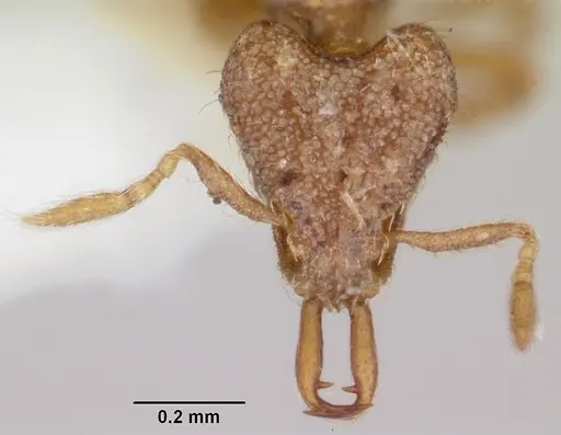 Strumigenys conturba specimen