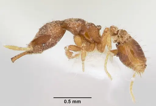 Strumigenys conturba specimen