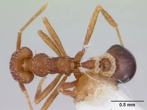 Strumigenys cordovensis specimen