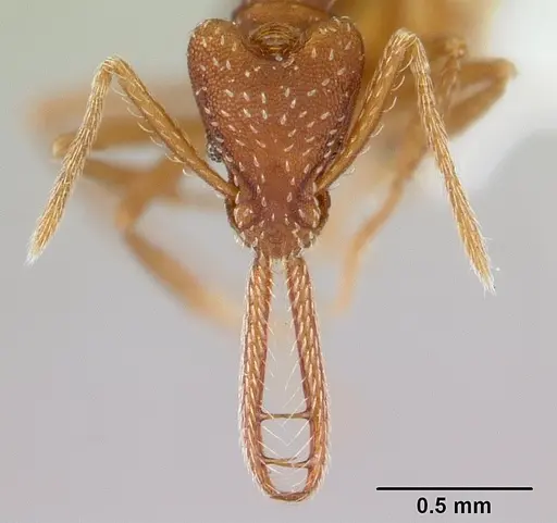 Strumigenys cordovensis specimen