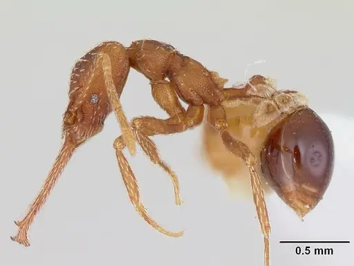 Strumigenys cordovensis specimen