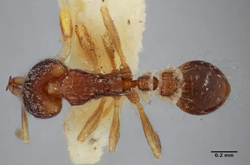 Strumigenys cosmostela specimen