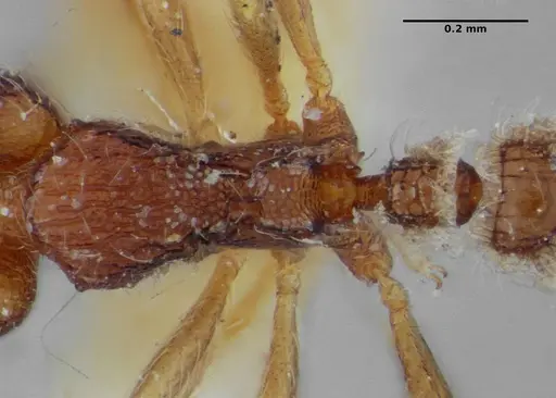 Strumigenys cosmostela specimen