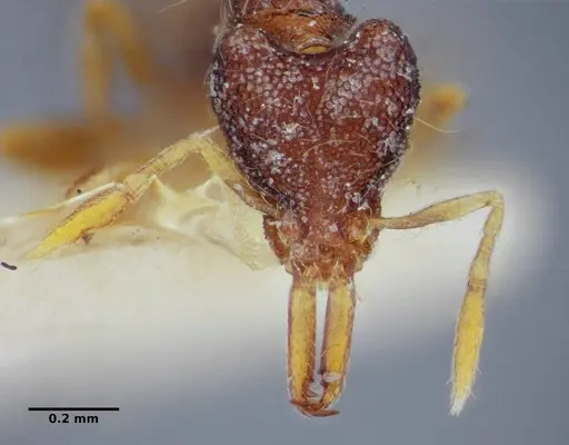 Strumigenys cosmostela specimen
