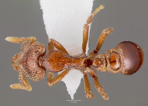 Strumigenys coveri specimen