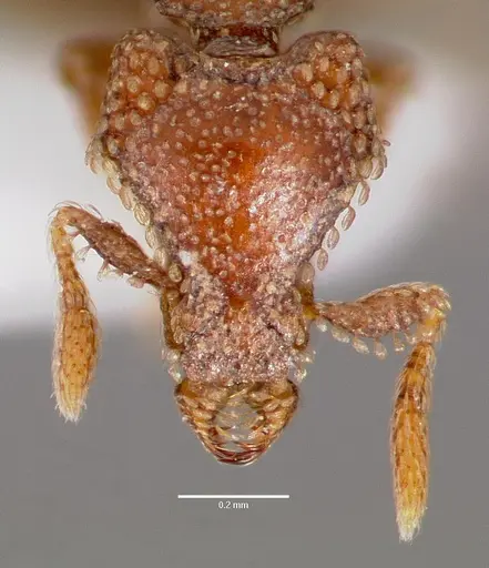 Strumigenys coveri specimen