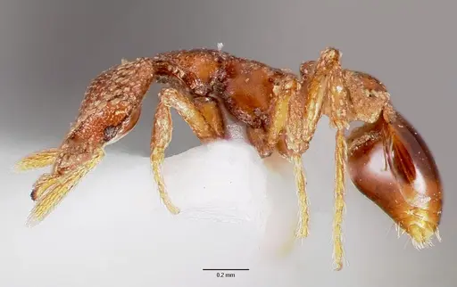 Strumigenys coveri specimen