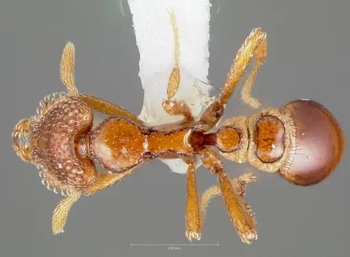 Strumigenys coveri - CASENT0005893