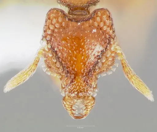 Strumigenys coveri - CASENT0005893