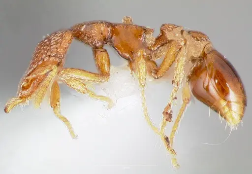 Strumigenys coveri - CASENT0005893